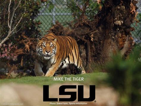 Ensuring Mike's Safety: LSU's Commitment to Animal Welfare